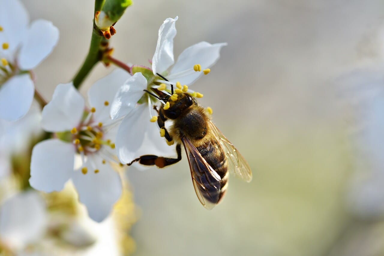 ape sul fiore