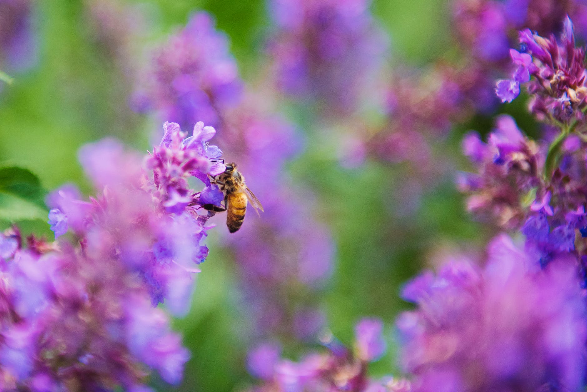 selective focus photography of honey bee on lavender