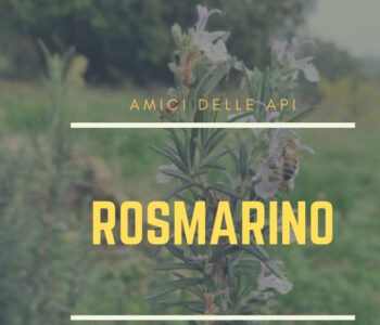 rosmarino, amico delle api