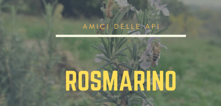 rosmarino, amico delle api