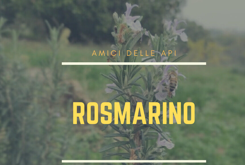 rosmarino, amico delle api