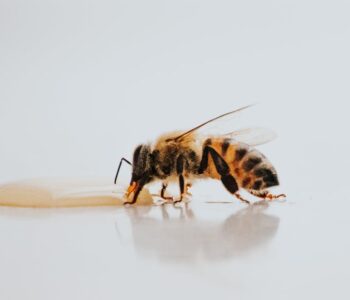 black and yellow bee on white surface