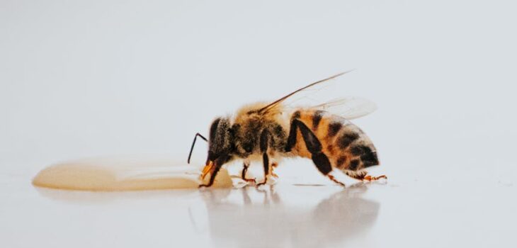 black and yellow bee on white surface