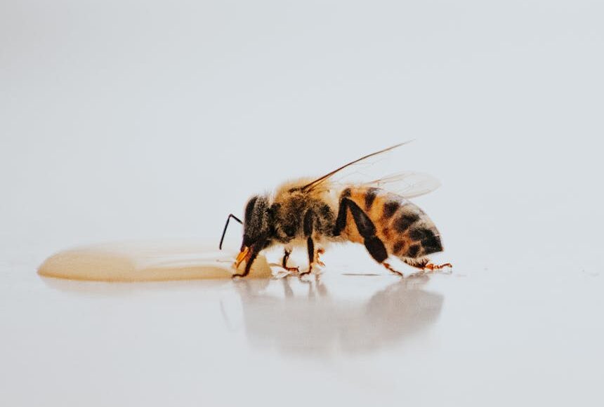 black and yellow bee on white surface