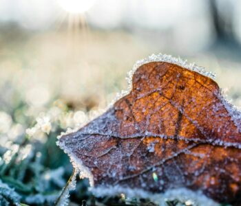 dried leaf cover by snow at daytime