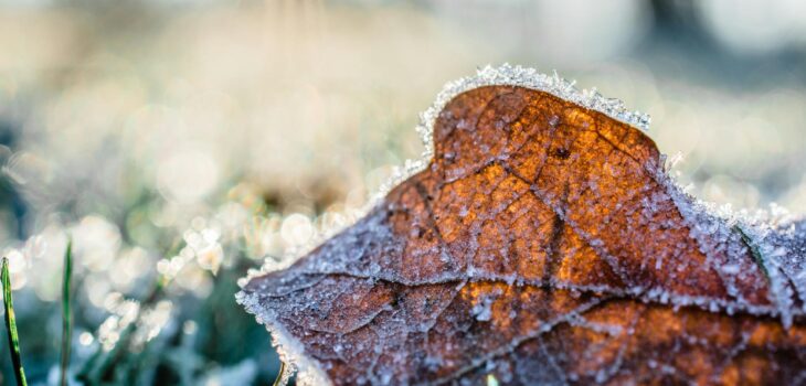 dried leaf cover by snow at daytime