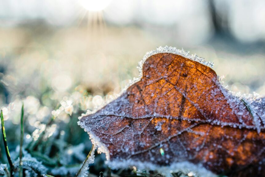 dried leaf cover by snow at daytime